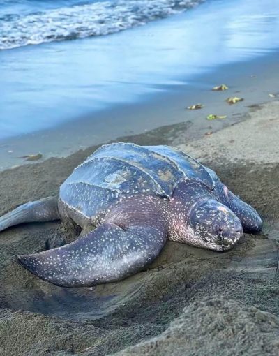 Isla Bastimentos National Marine Park в июне — фото погоды (2025-06-17)