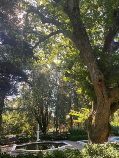 Nikitsky Botanical Garden в августе — фото погоды (2025-08-15)