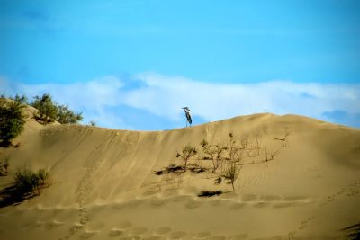 Dunas De Maspalomas, Isla Gran Canaria — фото погоды в январе (2026-01-27)