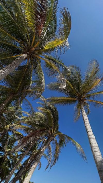 Selina Tulum Los Lirios в январе — фото погоды (2025-01-15)