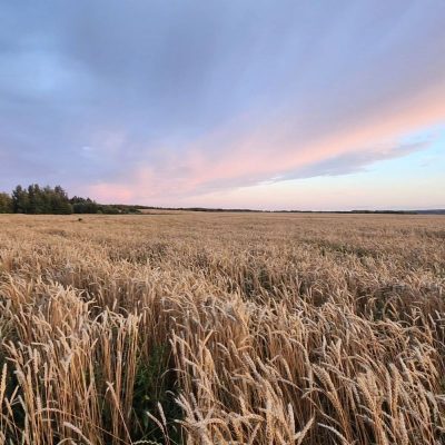 Chernizh, Vladimirskaya Oblast', Russia в июле — фото погоды (2023-07-30)