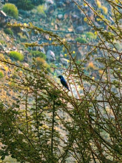 Al Rabi Mountain Top-Khorfakkan в мае — фото погоды (2026-05-29)