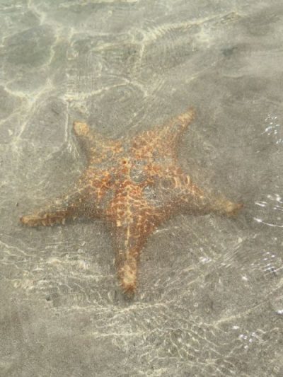 Playa Estrella, Bocas Del Toro, Panamá в июле — фото погоды (2026-07-06)
