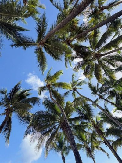 Viva Wyndham Dominicus Beach в июне — фото погоды (2026-06-28)