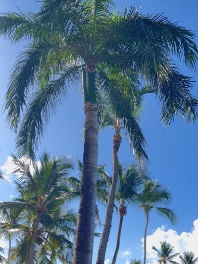 Viva Wyndham Dominicus Beach в июле — фото погоды (2026-07-11)