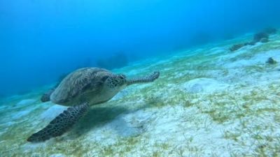 Alona Beach, Panglao, Bohol, Philippines в июле — фото погоды (2026-07-23)