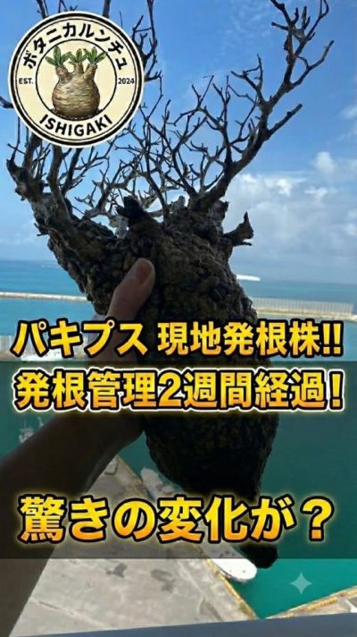 Ishigaki Island в июне — фото погоды (2026-06-10)