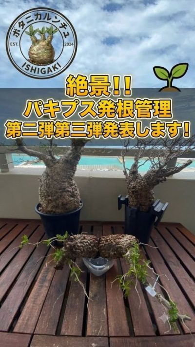 Ishigaki Island в июне — фото погоды (2026-06-17)