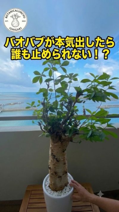 Ishigaki Island в июле — фото погоды (2026-07-15)