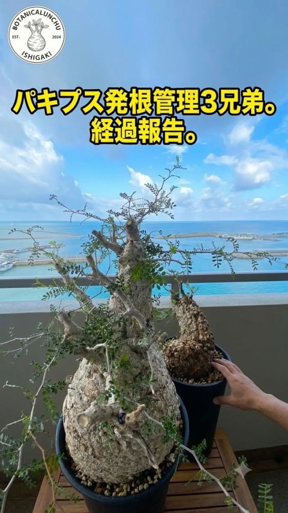 Погода в Ishigaki Island