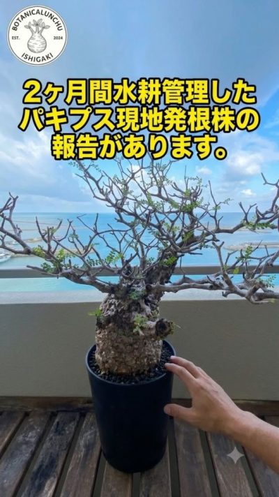 Ishigaki Island в июле — фото погоды (2026-07-23)