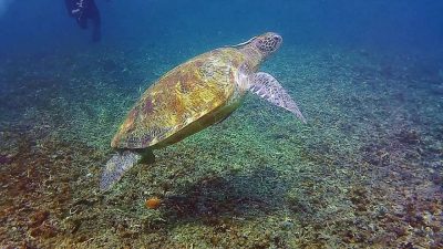 Shark Bay , Koh Tao , Thailand в апреле — фото погоды (2026-04-30)