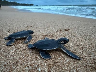 Induruwa Sea Turtle Conservation Project в августе — фото погоды (2025-08-25)