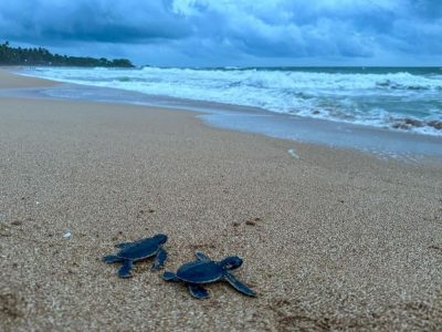 Induruwa Sea Turtle Conservation Project в августе — фото погоды (2025-08-25)