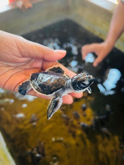 Induruwa Sea Turtle Conservation Project в апреле — фото погоды (2026-04-10)