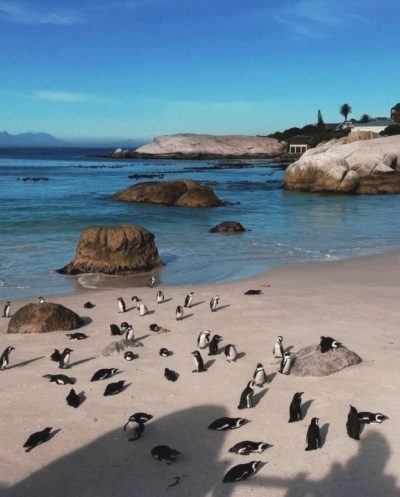 Table Mountain National Park в июле — фото погоды (2026-07-24)