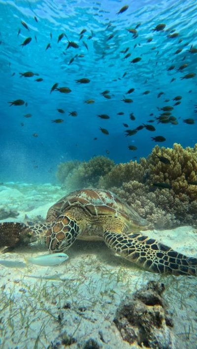 Balicasag Island, Bohol, Philippines в июле — фото погоды (2026-07-23)
