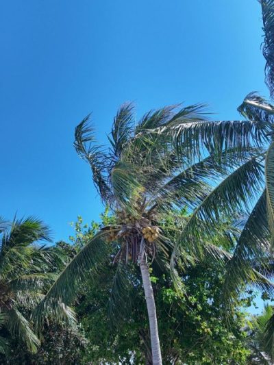 Sempurna, Sabah, Malaysia в январе — фото погоды (2026-01-21)