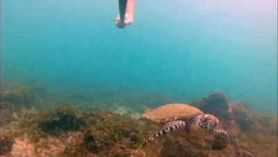 Ocotal, Guanacaste, Costa Rica в марте — фото погоды (2026-03-21)