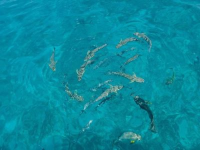 Félicité Island в феврале — фото погоды (2026-02-09)