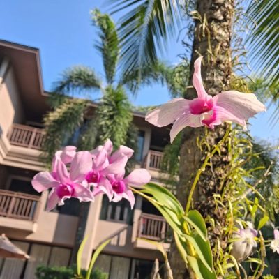 La Flora Khao Lak в марте — фото погоды (2026-03-27)