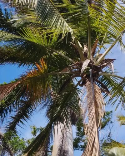 San José, Guanacaste, Costa Rica в марте — фото погоды (2023-03-07)