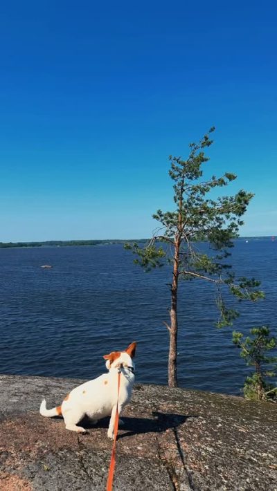 Viborg, Leningradskaya Oblast', Russia в июне — фото погоды (2026-06-21)