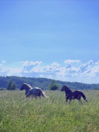 Ray, Smolenskaya Oblast', Russia в июле — фото погоды (2026-07-12)
