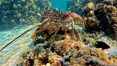 Ambergris Caye в октябре — фото погоды (2025-10-13)