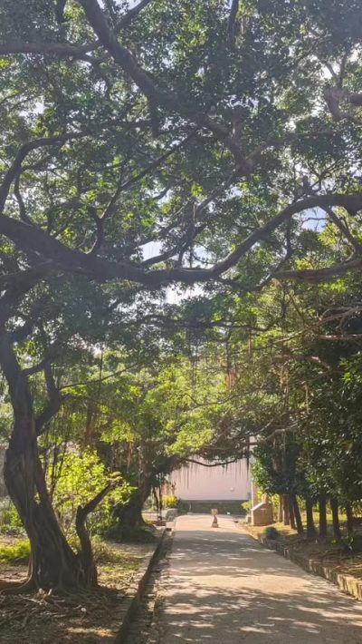 Shuri Castle в декабре — фото погоды (2025-12-26)