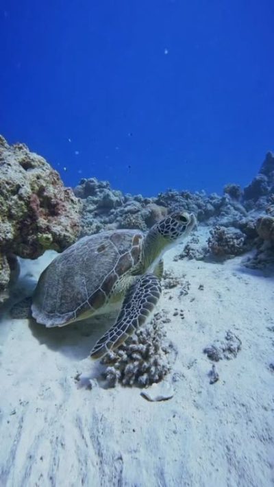 Marsa mubarak reef в марте — фото погоды (2026-03-24)