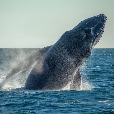 Los Cabos, Baja California в июле — фото погоды (2026-07-19)