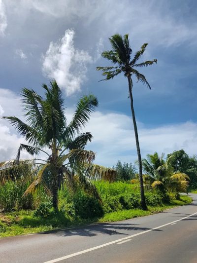 Bel Ombre, Savanne, Mauritius в июле — фото погоды (2026-07-14)