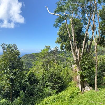 Mission Lodge, Sans Soucis , Seychelles в январе — фото погоды (2026-01-20)