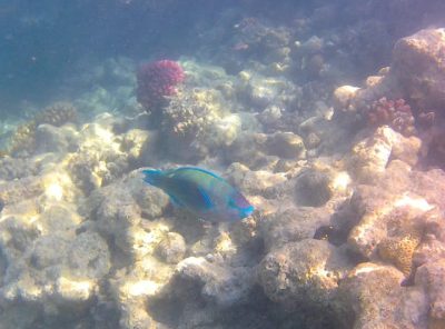Makadi Bay Beach - Hurghada Egypt в июле — фото погоды (2025-07-28)