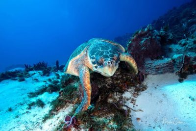 Isla de Cozumel México в декабре — фото погоды (2025-12-03)