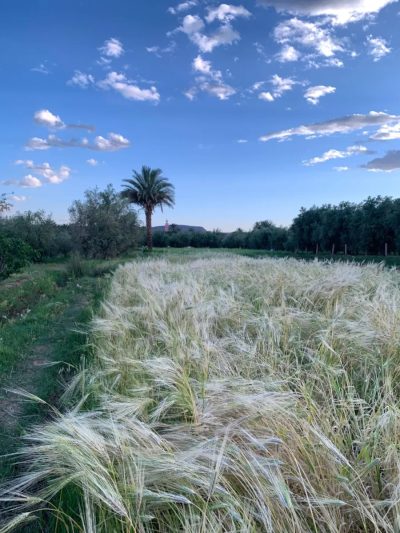 Tabount, Ouarzazate, Morocco в мае — фото погоды (2026-05-18)