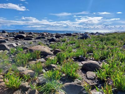 Solovets, Arkhangel'Skaya Oblast', Russia в июле — фото погоды (2022-07-17)