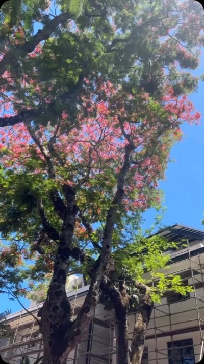 Belle-Vue, Pamplemousses, Mauritius в ноябре — фото погоды (2024-11-27)