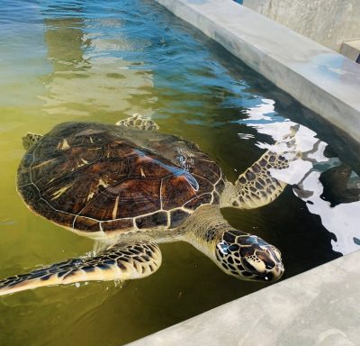 Kosgoda Sea Turtle Conservation Project в мае — фото погоды (2026-05-30)