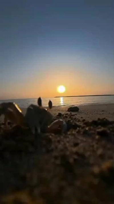 Nuweiba`, Janub Sina', Egypt в мае — фото погоды (2026-05-21)