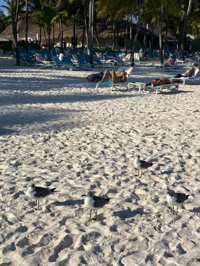 Catalonia Royal Tulum Beach & Spa Resort — фото погоды в феврале (2026-02-16)