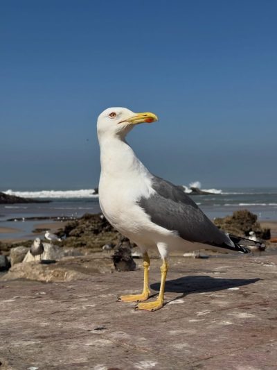 As Suwayrah, Essaouira, Morocco в феврале — фото погоды (2026-02-23)