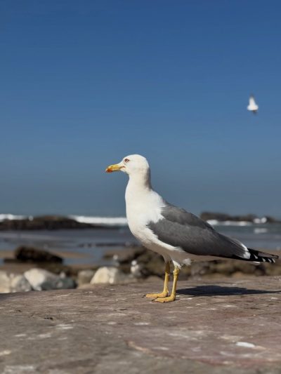 As Suwayrah, Essaouira, Morocco в феврале — фото погоды (2026-02-23)