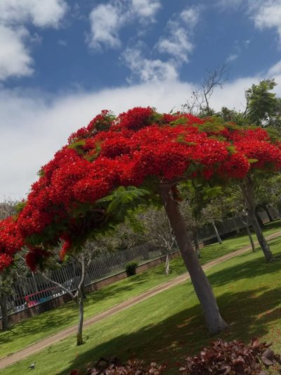 Parque Sur - Maspalomas - Gran Canaria — фото погоды в июле (2026-07-08)