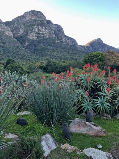 Kirstenbosch National Botanical Gardens, Cape Town в июне — фото погоды (2026-06-09)