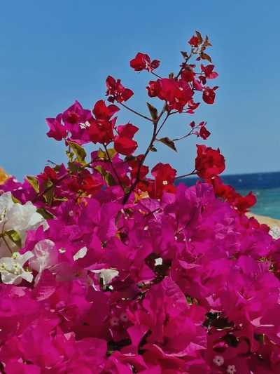 Sirena Beach Resort & Spa — фото погоды в марте (2026-03-10)