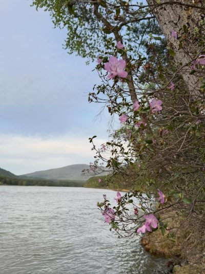 Горный Алтай в мае — фото погоды (2026-05-17)