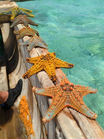 Kiwengwa beach Zanzibar в январе — фото погоды (2026-01-31)