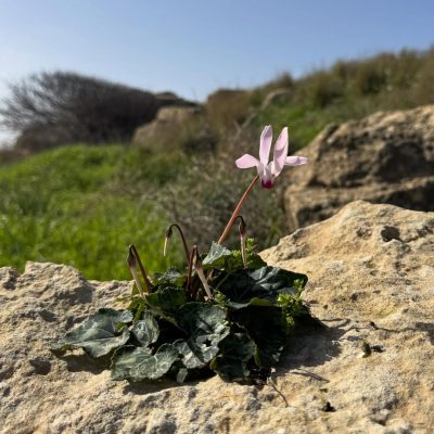 Paphos Archaeological Park в феврале — фото погоды (2026-02-10)